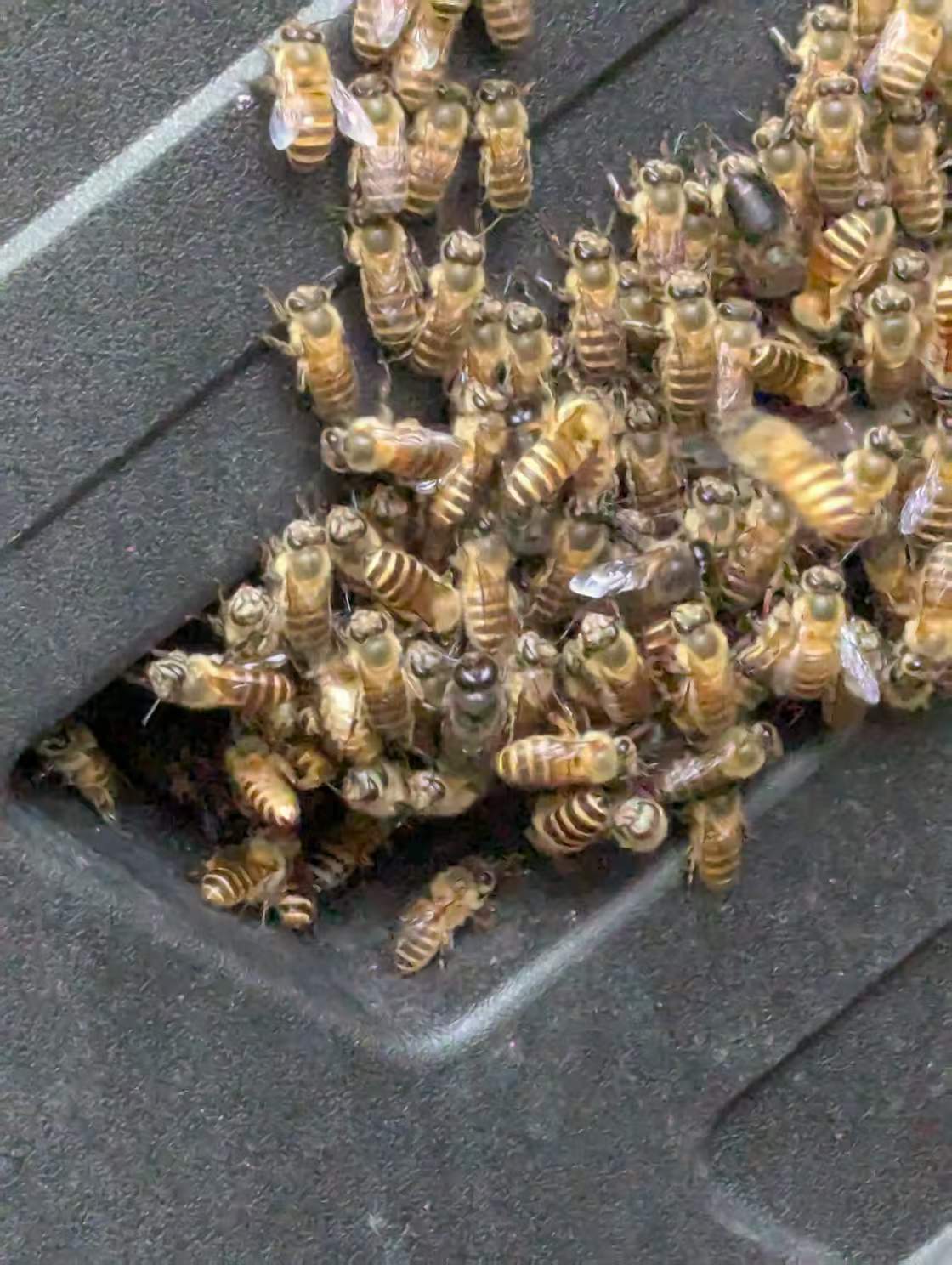 我和他的日常.2025.4.18-6.21上千只蜂,青椒菜谱以及当我洗头时，猫在我背上